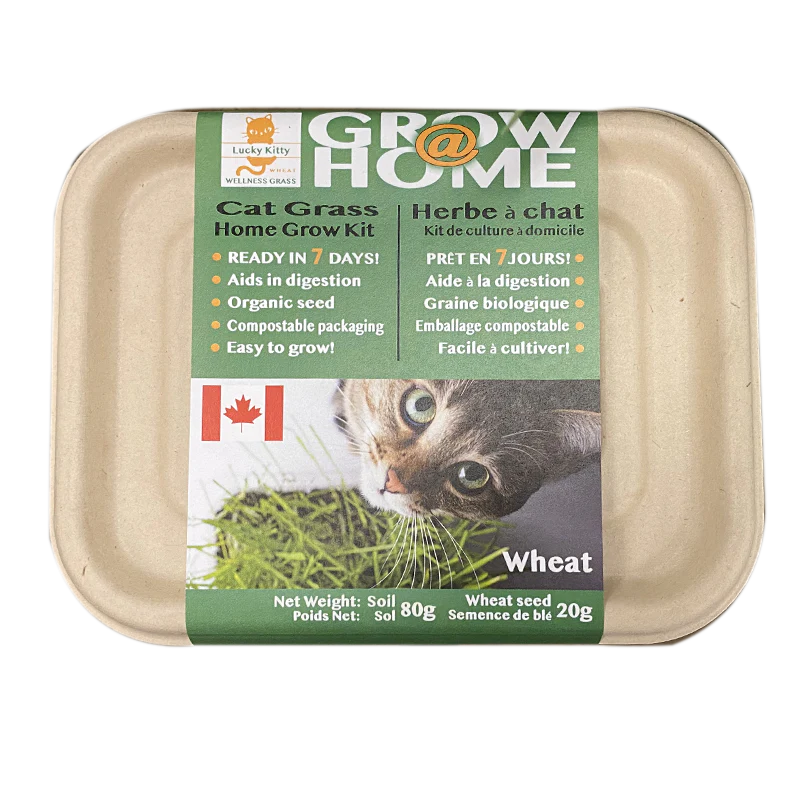 Lucky Kitty Grow At Home Cat WHEAT Grass