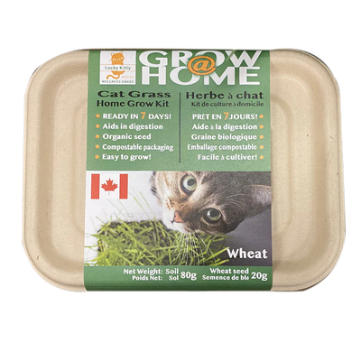 Lucky Kitty Grow At Home Cat WHEAT Grass