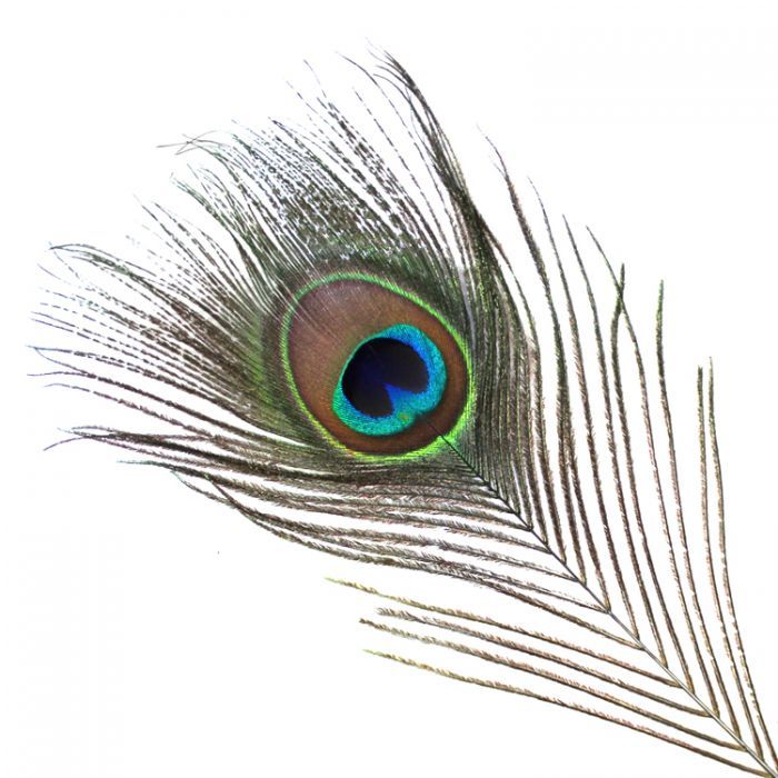 VEE NATURAL PEACOCK FEATHERS