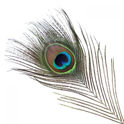 VEE NATURAL PEACOCK FEATHERS