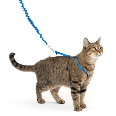PetSafe Come With Me Kitty Harness & Bungee Leash Med Blue