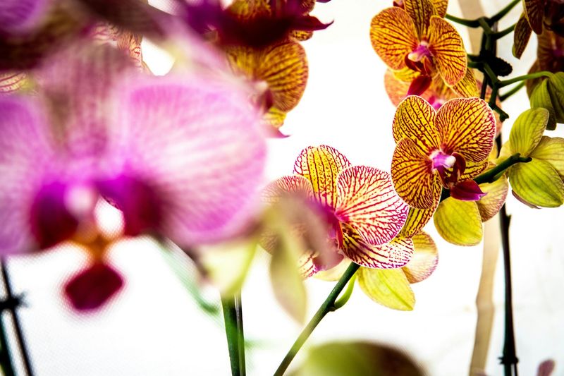 All Orchids