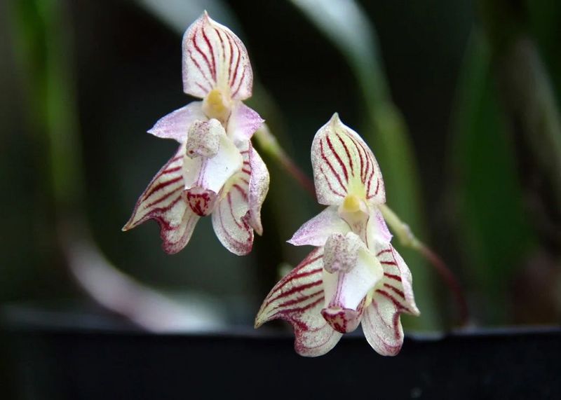 Bulbophyllums