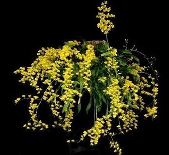 Oncidium Alliance