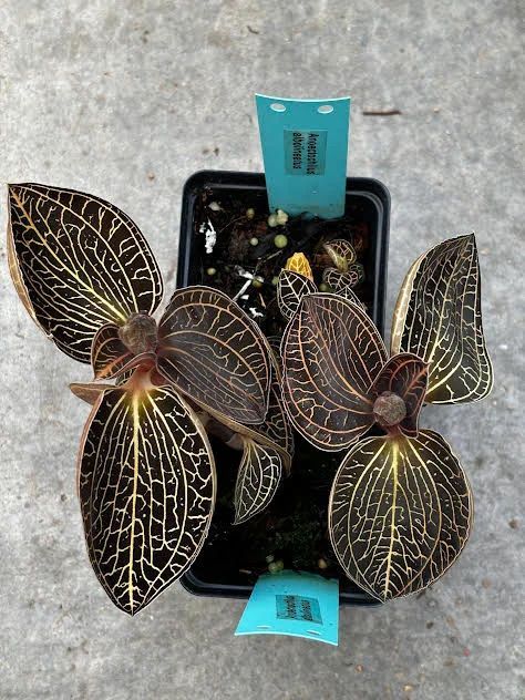Anoectochilus albolineatus
