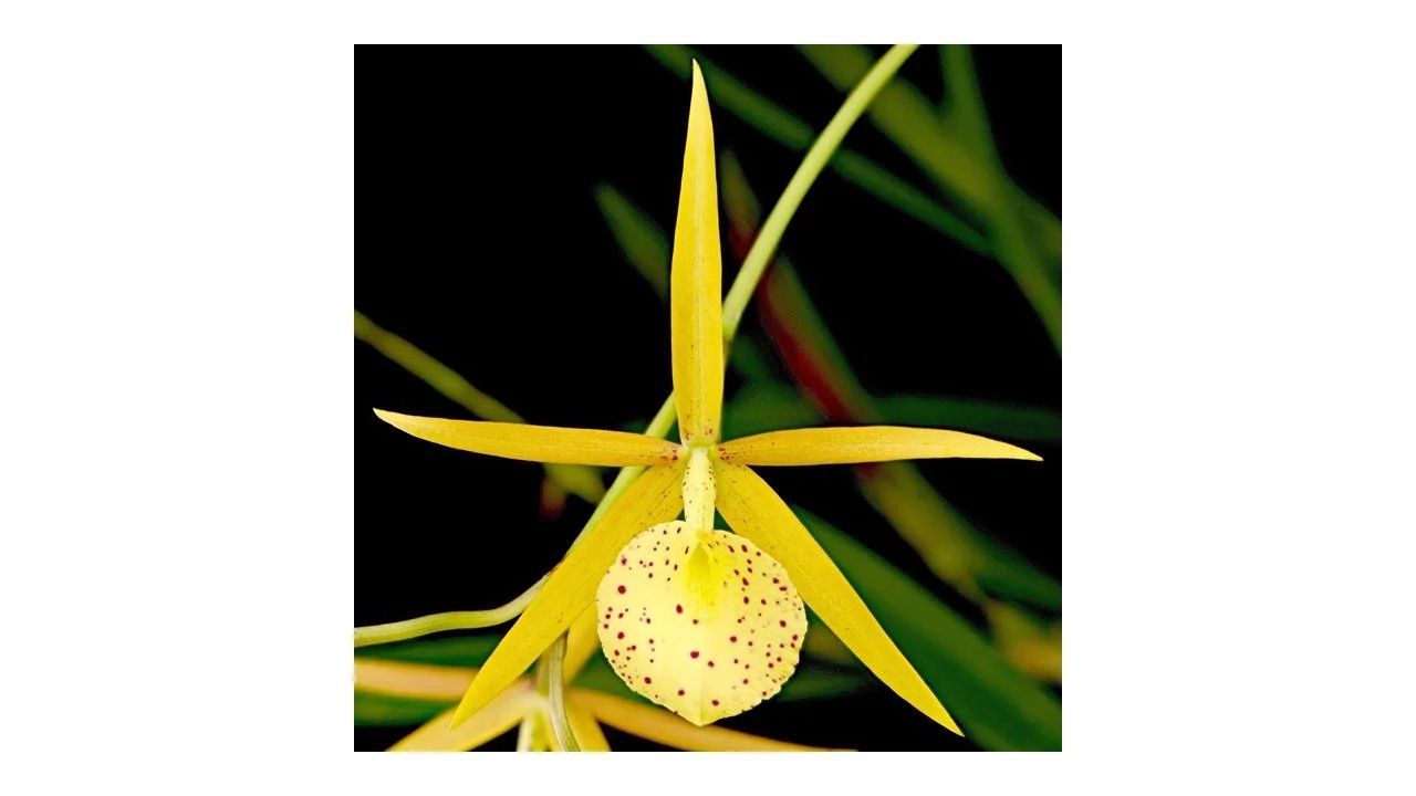Brassocattleya Yellow Bird