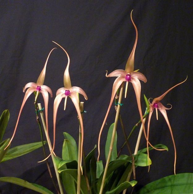 Bulbophyllum echinolabium