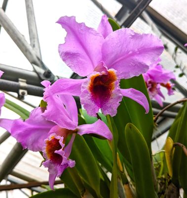 Cattleya percivalliana