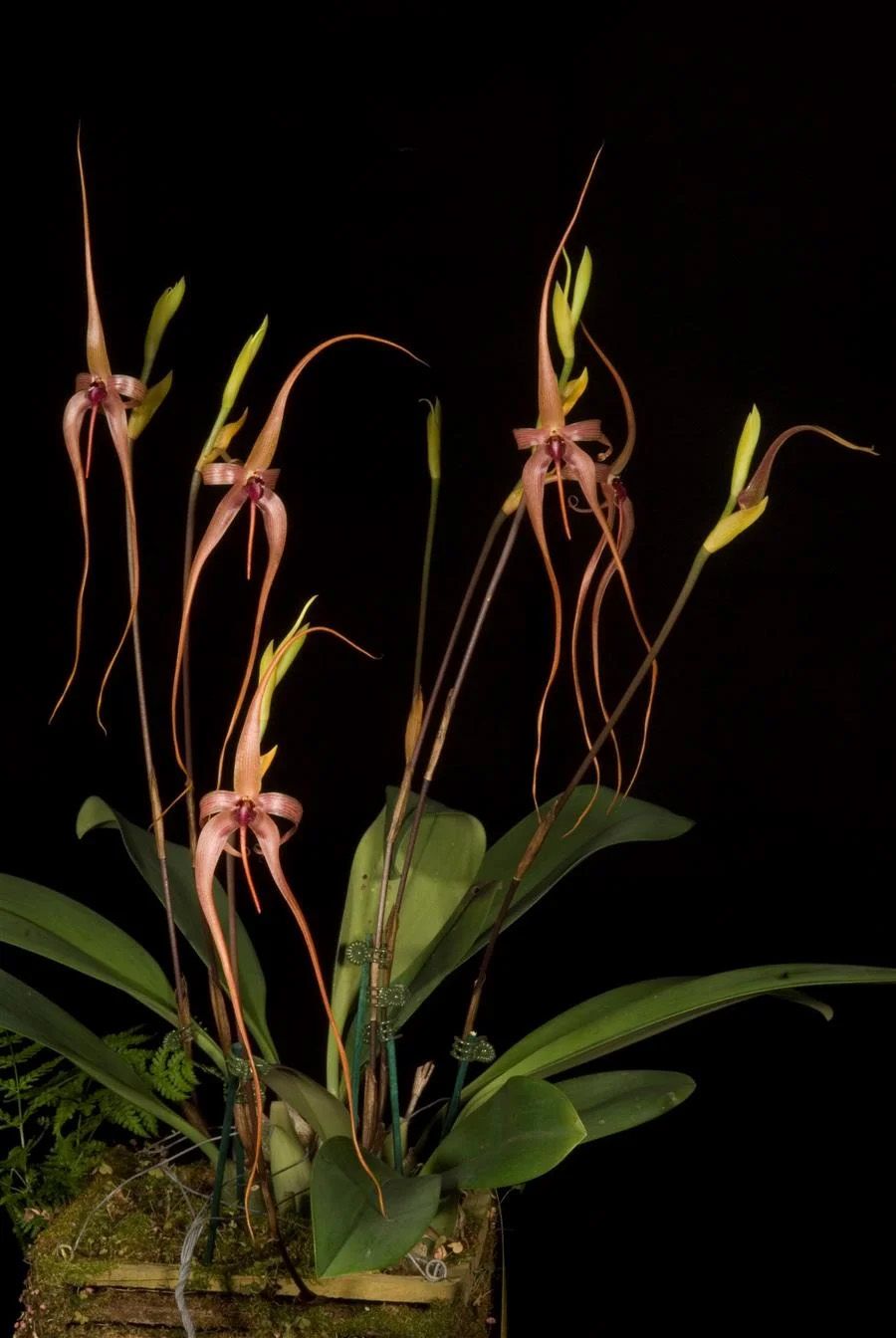Bulbophyllum echinolabium