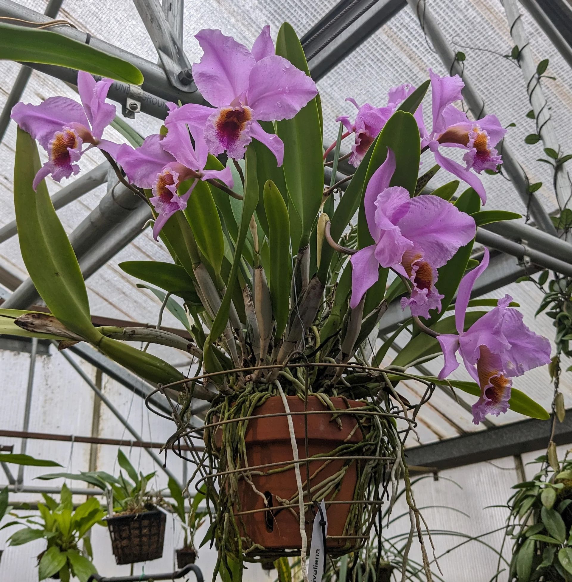 Cattleya percivalliana