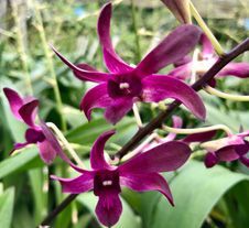 Dendrobiums Alliance