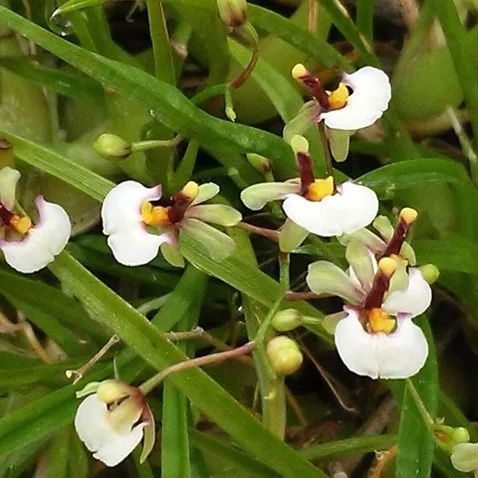 Gomesa radicans