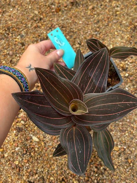 Ludisia discolor