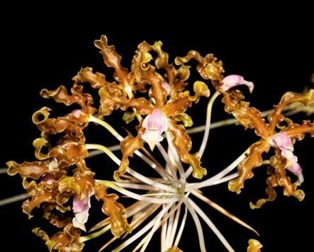 Laelia myobombae