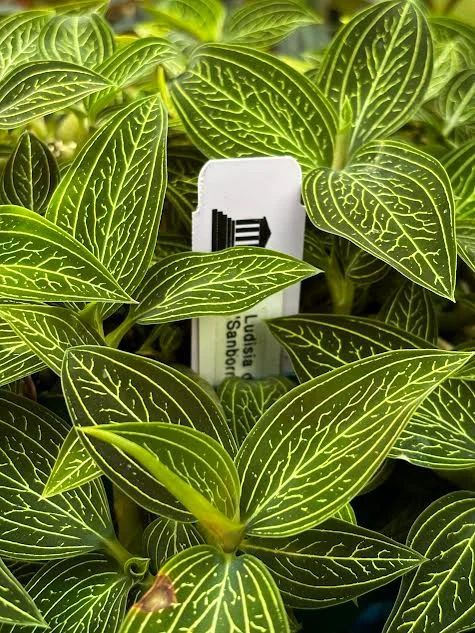 Ludisia discolor f. alba 'Sanborn'