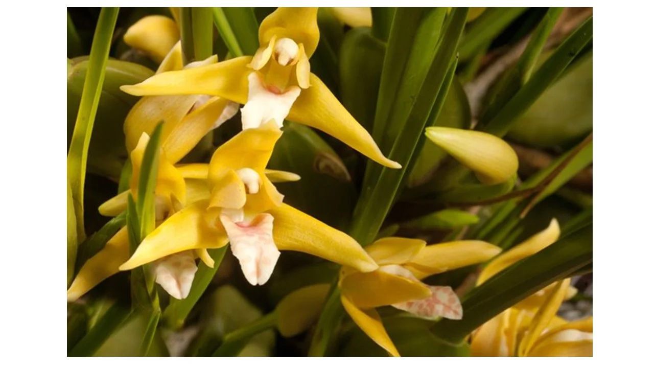 Maxillaria tenuifolia 'Yamada' AM/AOS (yellow form)