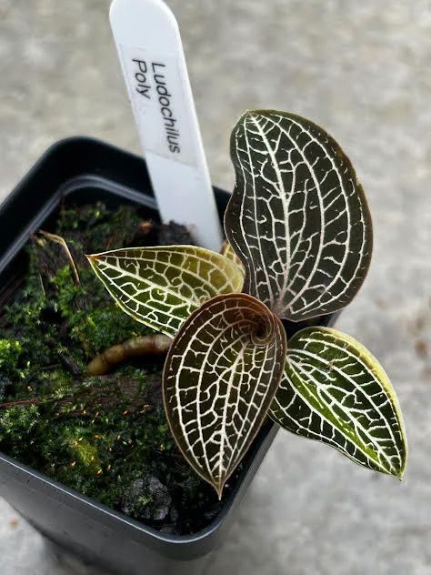 Ludochilus Poly
