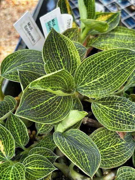 Macodisia Spiderman 'Timbucktoo'  HCC/AOS