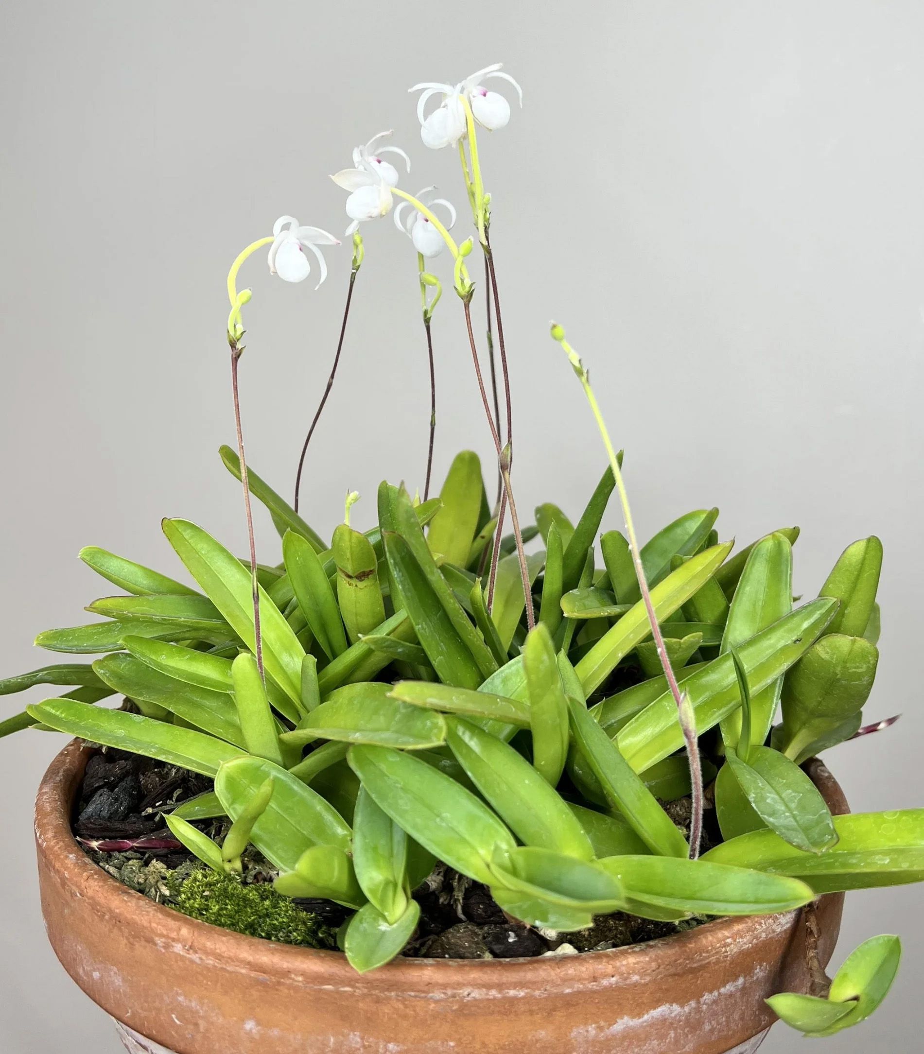 Mexipedium xerophyticum 'Oaxaca'