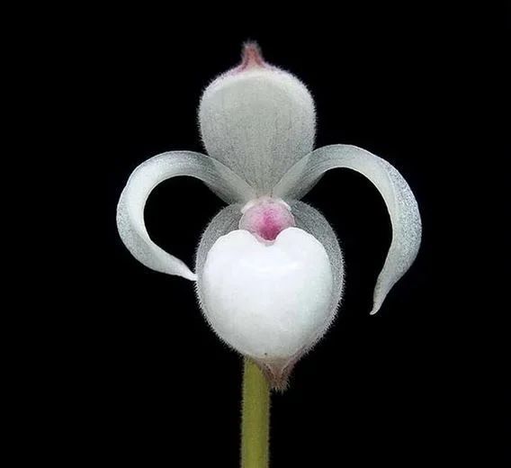 Mexipedium xerophyticum 'Oaxaca'