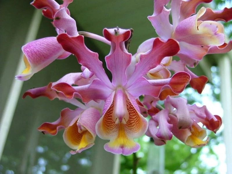 Myrmecophila tibicinis