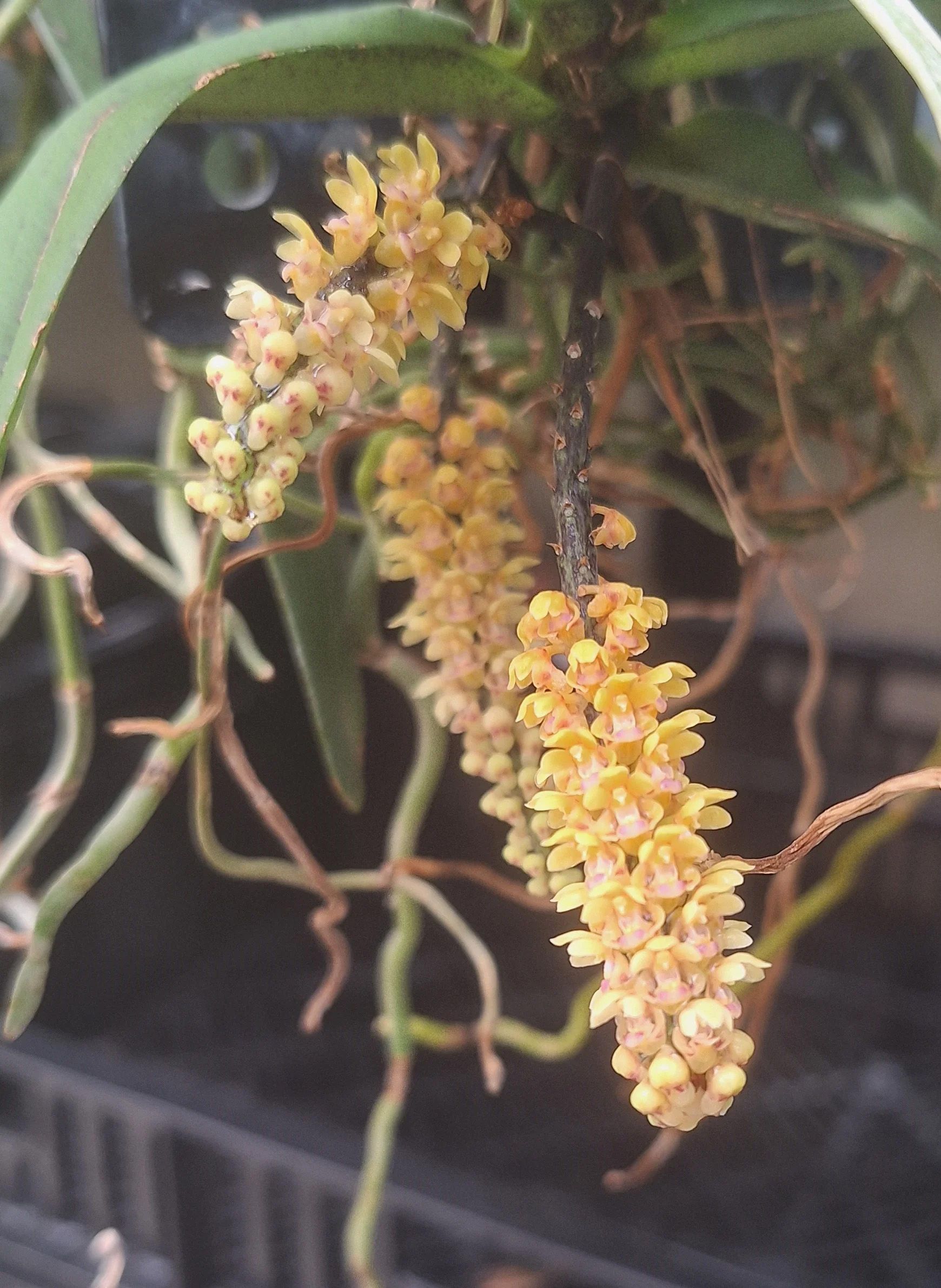 Pomatocalpa spicatum