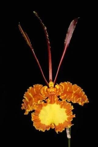 Psychopsis Mariposa