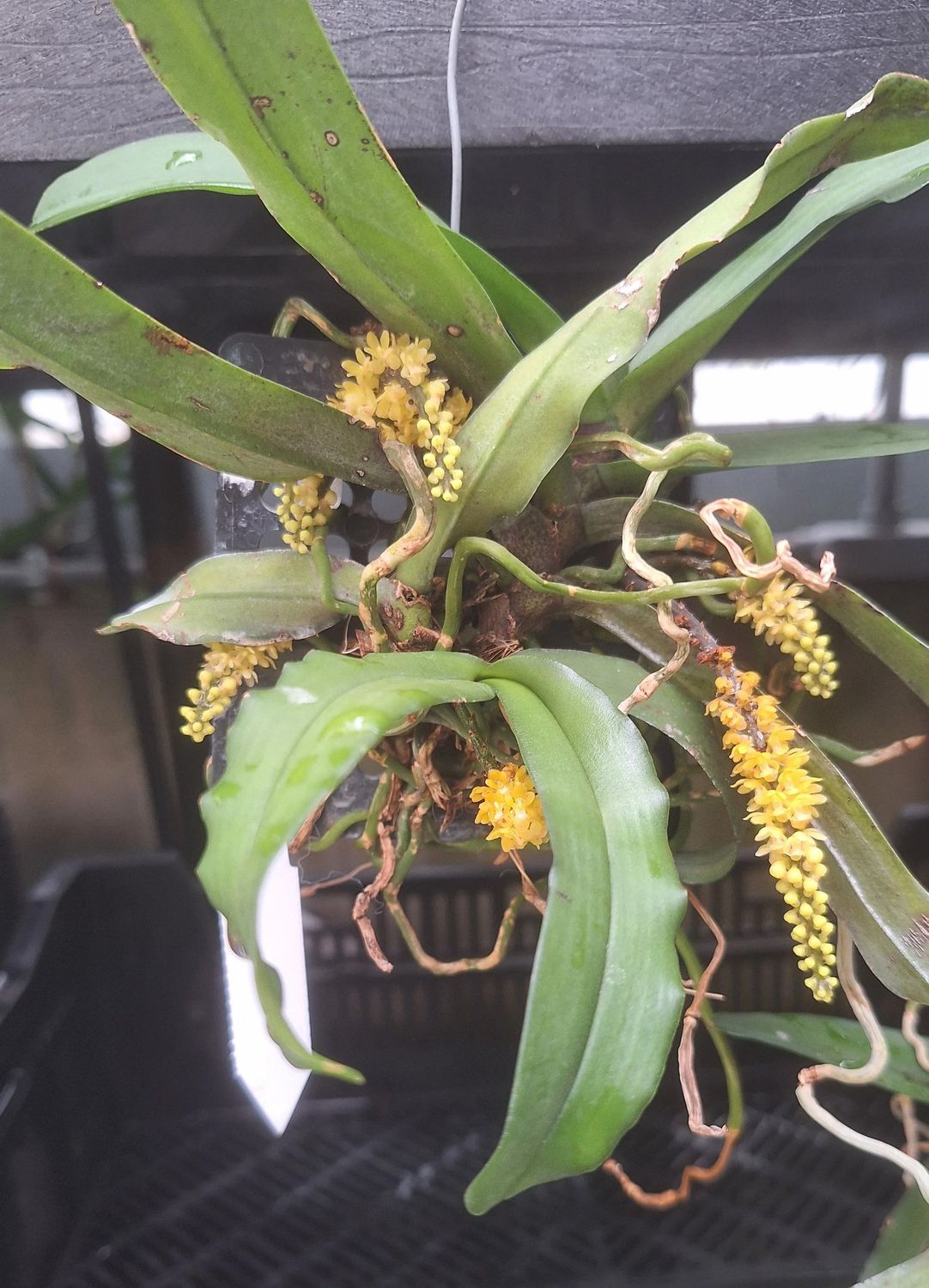 Pomatocalpa spicatum
