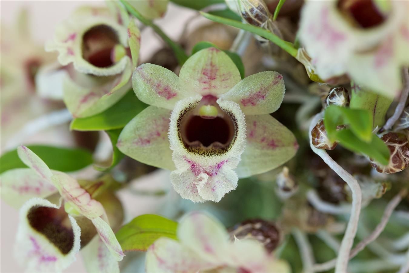 Dendrobium hekouense