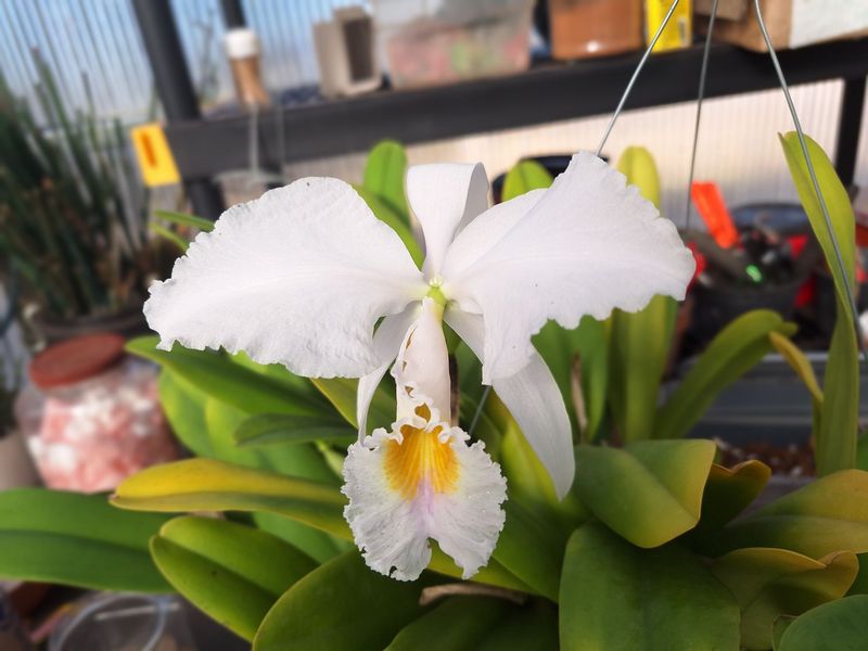 Cattleya percivaliana v. alba 'Sanborn'