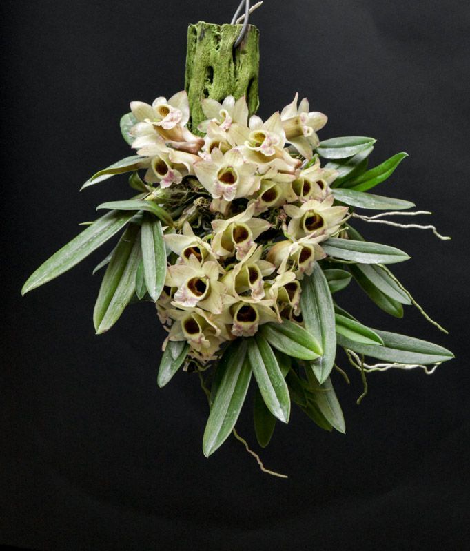 Dendrobium hekouense