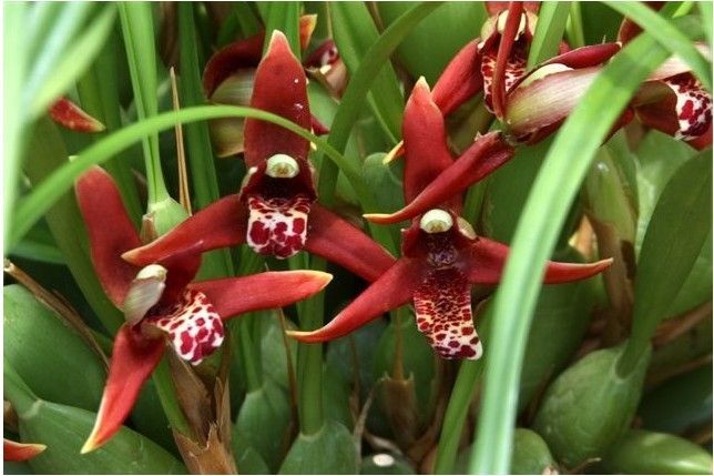 Maxillaria  tenuifolia (red form)