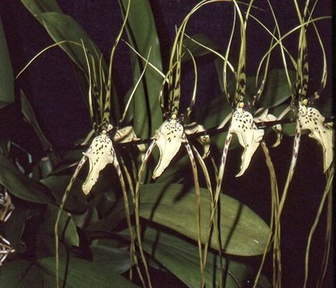 Brassia Edvah Loo 'Nishida' AM/AOS