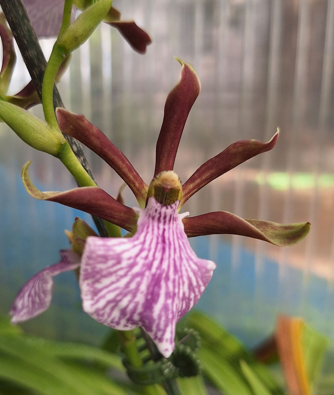 Zygopetalum triste