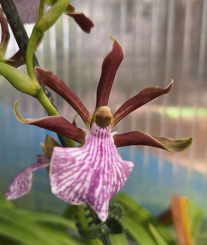 Zygopetalum triste