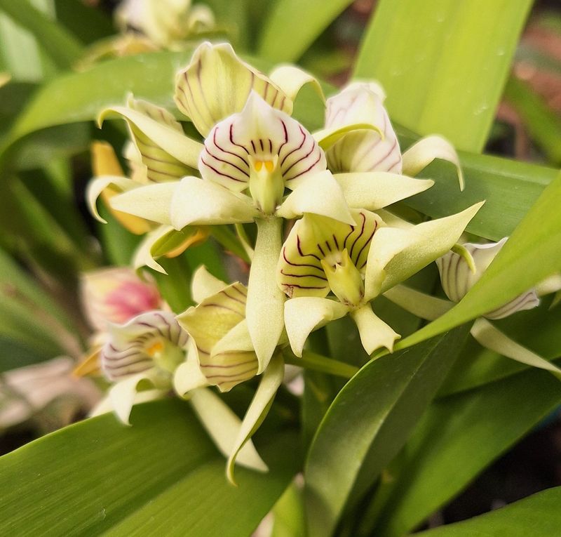 Prosthechea chacaoensis 'Tower Grove'