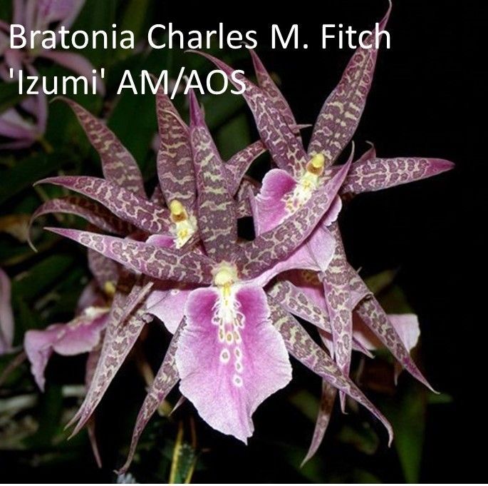 Bratonia Charles M. Fitch 'Izumi' AM/AOS