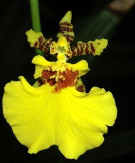 Oncidesa Gower Ramsey (yellow form)