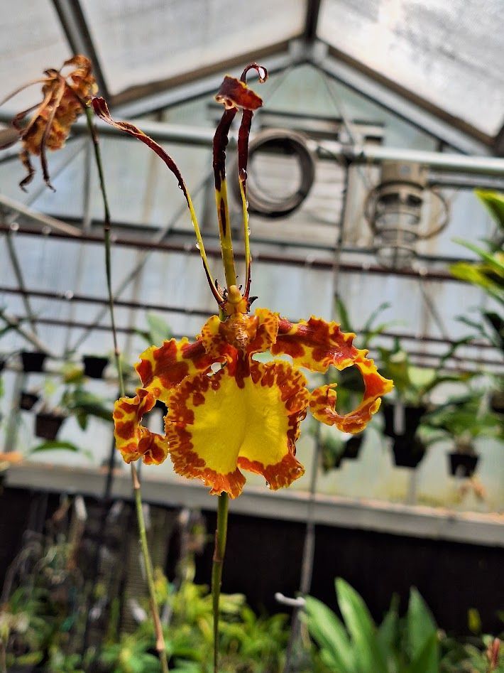 Psychopsis Mendenhall 'Hidos'  FCC/AOS