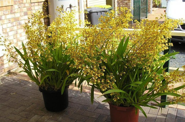 Oncidium sphacelatum 'Sunbeam'  AM/AOS