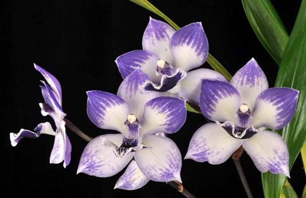 Tsubotaara Melinda Marie 'Blue Sapphire' HCC/AOS