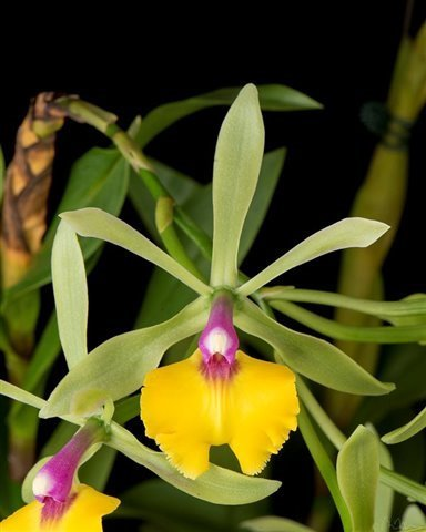 Epicattleya Rene Marques 'Flame Thrower' HCC/AOS