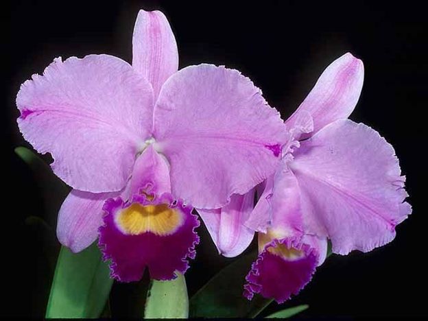 Cattleya. trianae 'Cashen's' FCC/AOS x Cattleya Culminant 'La Tuilerie' AM/AOS