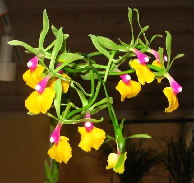 Epicattleya Rene Marques 'Flame Thrower' HCC/AOS