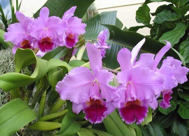 Cattleya. trianae 'Cashen's' FCC/AOS x Cattleya Culminant 'La Tuilerie' AM/AOS