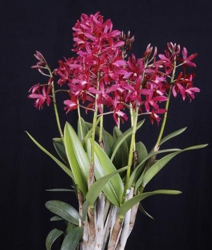 Cattleya Florence Lin