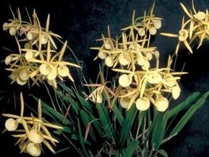 Brassocattleya Yellow Bird