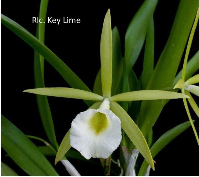 Brassocattelya  Key Lime