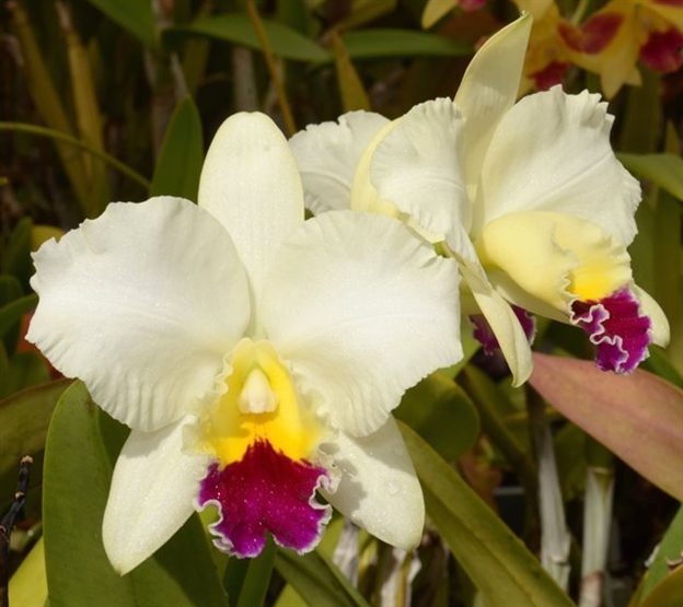 Rhyncattleanthe Topaz Impact