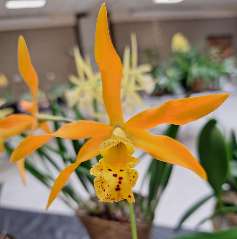 Myrmecatavola Mini Fox